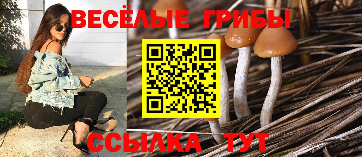 Псилоцибиновые грибы прущие грибы Губкин